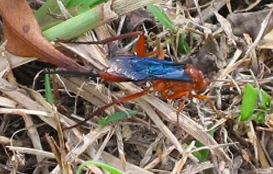 Red-wasp-close-up