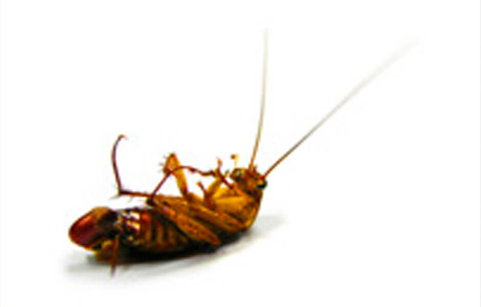 cockroach2