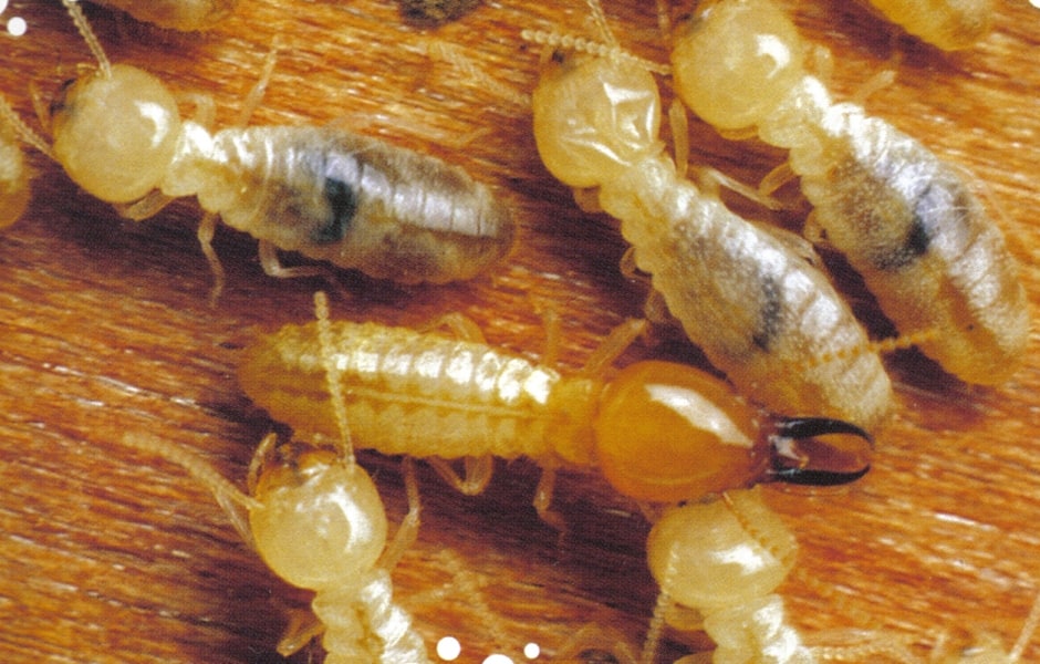 termites