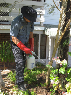 Treating Termites in Tree