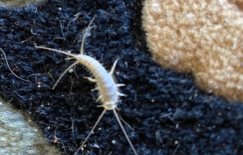 silverfish