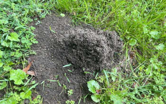 Funnel Ants Samford