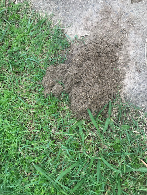 Funnel Ant Mound