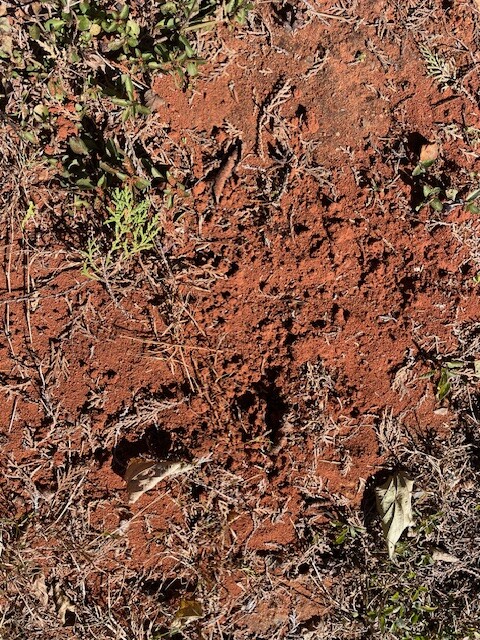 Fire ants