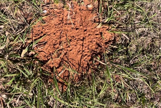 Fire Ant Nest